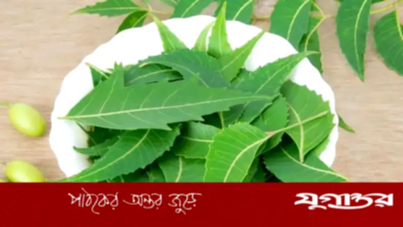 নিমের যৌগ অগ্ন্যাশয়ের ক্যানসার রোধে আশার আলো, গবেষণায় নতুন সম্ভাবনা