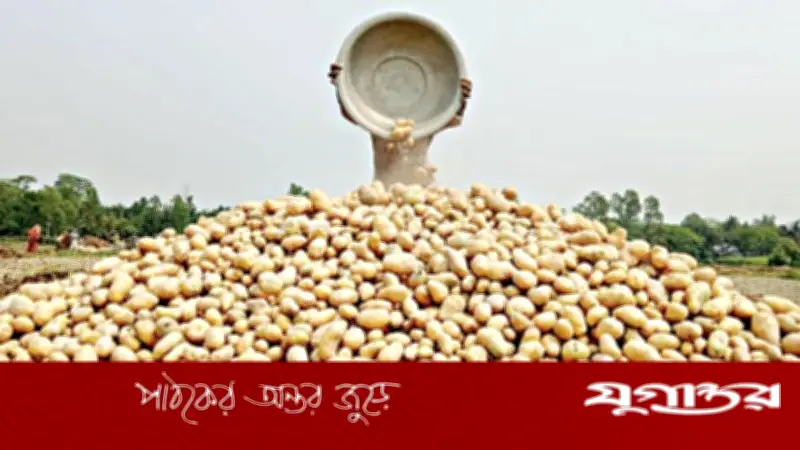 বগুড়ায় আলু চাষে লোকসান: প্রতি কেজিতে ৫-৬ টাকা ক্ষতি, হতাশ কৃষকরা