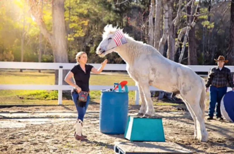 গ্রিঙ্গো ঘোড়ার গিনেস রেকর্ড: ৩৮ কসরত মাত্র ২ মিনিট ৩৭ সেকেন্ডে
