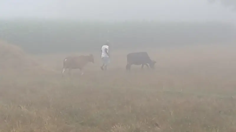 চৈত্রে পঞ্চগড়ে 'অকাল কুয়াশা', আবহাওয়াবিদরা বলছেন 'বাষ্পীয় কুয়াশা'