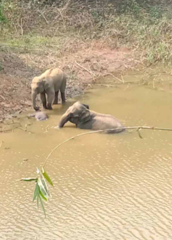 বান্দরবানে হাতি দম্পতির শোক: মৃত শাবকের পাশে তিন দিন ধরে অপেক্ষা