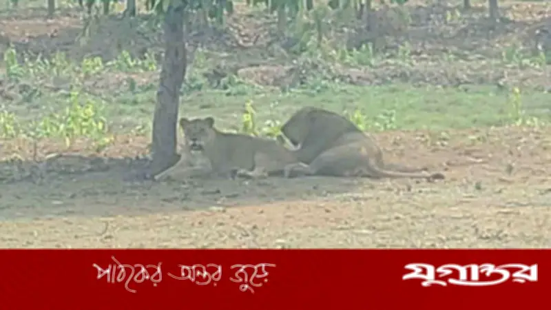 গাজীপুর সাফারি পার্কে নতুন তিন সিংহ যোগ, পর্যটকদের মাঝে ব্যাপক উৎসাহ