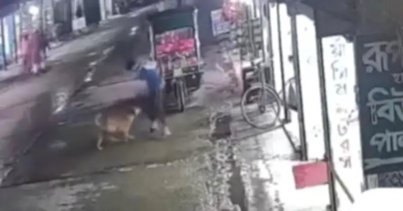 কিশোরগঞ্জের পাকুন্দিয়ায় পাগলা কুকুরের আক্রমণে ৫০ জন আহত, চিকিৎসা ব্যয় বহন করবে প্রশাসন