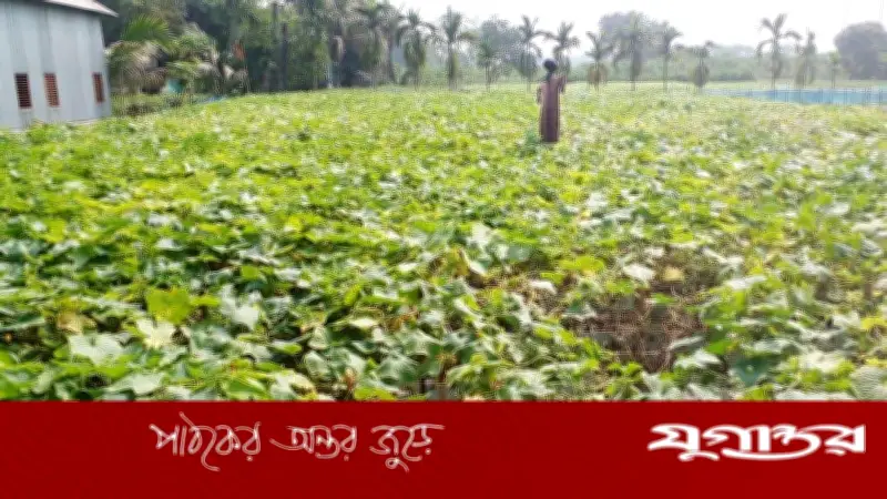 মানিকগঞ্জের সিংগাইরে বারোমাসি শসা চাষে লোকসান, হতাশ কৃষকদের আর্থিক সংকট