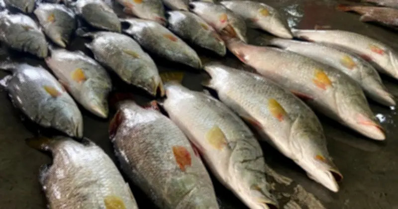 কুয়াকাটায় জেলেদের জালে ধরা পড়ল ৪০টি মূল্যবান কোরাল মাছ, আয় ১ লাখ ৭১ হাজার টাকা