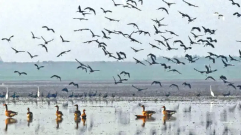 হাকালুকি হাওরে বিরল মেটে রাজহাঁসের দেখা, পাখিশুমারিতে রেকর্ড সংখ্যা