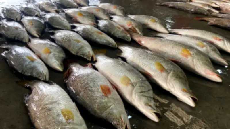 ৪০ পিস কোরাল মাছ জালে ধরা, ভুয়া কর্মকর্তা গ্রেপ্তার, পানির ট্যাংকে ডিজেল জব্দ