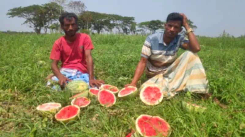 মাদ্রাসা থেকে ছাত্রের লাশ উদ্ধার, মৎস্য ঘেরে মালিকের লাশ মিলল