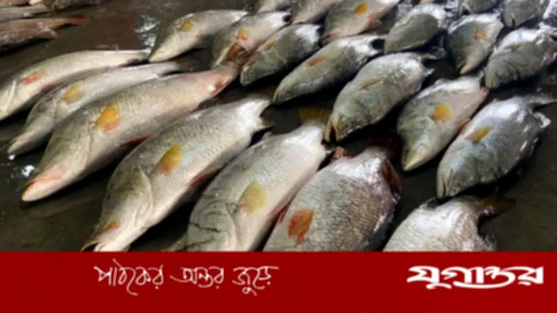 পটুয়াখালীর কুয়াকাটায় একসঙ্গে ৪০টি কোরাল মাছ ধরা পড়ায় জেলেদের মধ্যে নতুন আশা