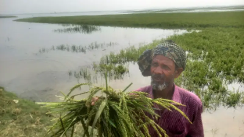 সুনামগঞ্জের হাওরে জলাবদ্ধতায় তলিয়ে যাচ্ছে কৃষকের স্বপ্ন, ফসলহীন বছর সামনে