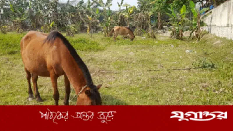 দিনাজপুরে ঘোড়ার মাংস গরুর মাংস বলে বিক্রির চেষ্টা, তিনজন কারাদণ্ড