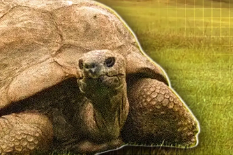 ইউক্রেন যুদ্ধে রাশিয়ার নতুন ড্রোন হামলা, জেলেনস্কির জরুরি আবেদন