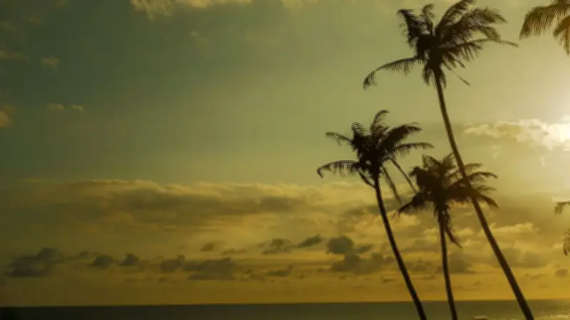 কলম্বো বিমানবন্দরে লাগেজ নিয়ে হুড়োহুড়ি, পিক মি মিনিভ্যানে নেগোম্বো যাত্রা