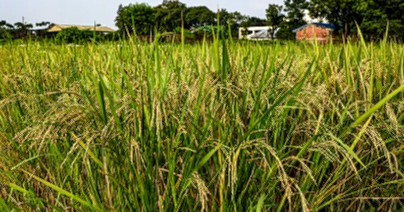 গাজীপুর কৃষি বিশ্ববিদ্যালয়ের গবেষকদের উদ্ভাবন: স্বল্পমেয়াদী উচ্চ ফলনশীল ‘জিএইউ ধান ৪’