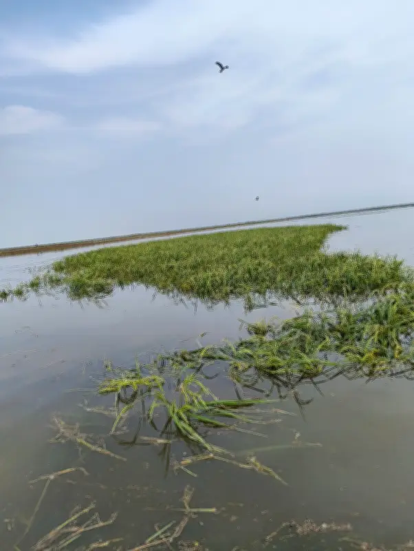 হাকালুকি হাওরে বন্যা: আধা পাকা বোরো ধান তলিয়ে গেছে, কৃষকদের দুশ্চিন্তা