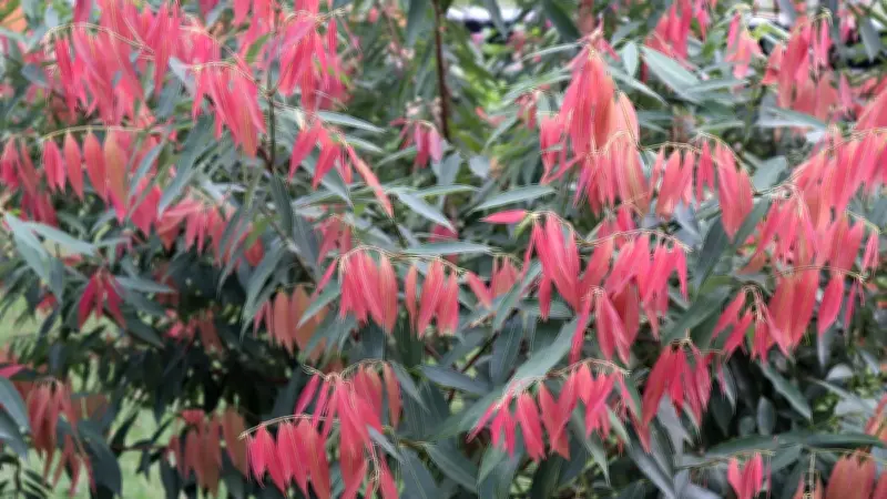 মৌলভীবাজারে প্রকৃতির রূপ বদল: শীতে ন্যাড়া গাছে ফুটেছে নতুন পাতা