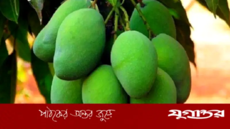 গরমে হিট স্ট্রোকের ঝুঁকি কমাতে কাঁচাআমের অসাধারণ ভূমিকা