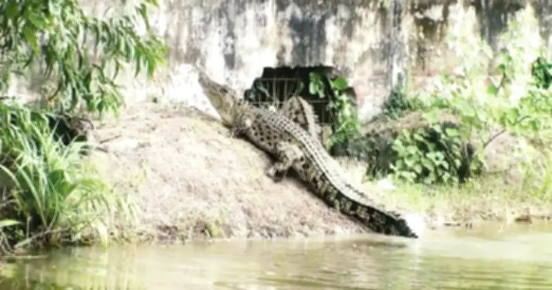 টেংরাগিরি কুমির প্রজনন কেন্দ্রে ১৩ বছরের ব্যর্থতা: শাবক মৃত্যুর পেছনে বন বিভাগের অবহেলা