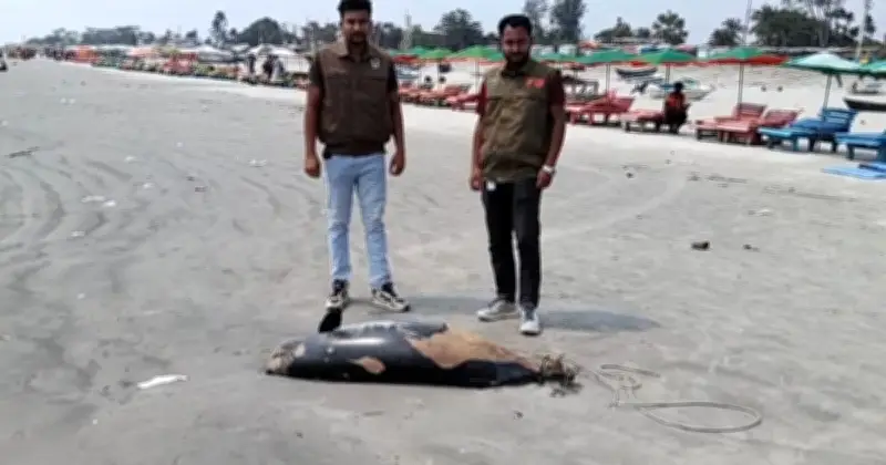 কুয়াকাটায় আবারও ভেসে এলো মৃত ইরাবতী ডলফিন, পরিবেশগত হুমকির ইঙ্গিত