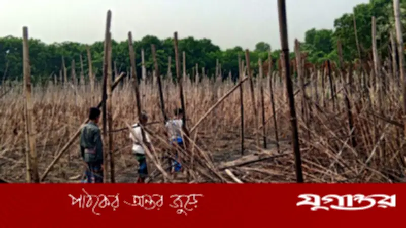 ফরিদপুরে পান বরজে আগুন: কোটি টাকার ক্ষতি, জমির মালিক ও ছেলের বিরুদ্ধে মামলা