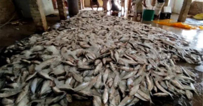 টেকনাফে এক জেলের জালে ধরা পড়ল ১০১ মণ ইলিশ, বিক্রি ৩৩ লাখ টাকায়