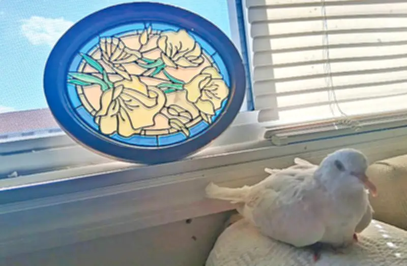 গিনেস রেকর্ডে সুগার: বিশ্বের সবচেয়ে বেশি বয়সী পোষা ঘুঘুর অসাধারণ গল্প