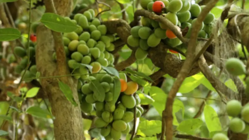 বাংলার বনে বসন্তের বিদায়ে প্রকৃতির অমূল্য সম্পদ