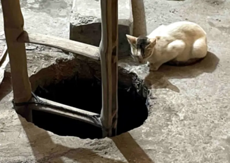 নাটোরে পরিত্যক্ত ট্যাংকি থেকে ফায়ার সার্ভিসের সাহসী উদ্ধার: তিন বিড়ালছানা জীবিত অবস্থায় মায়ের কাছে ফিরল