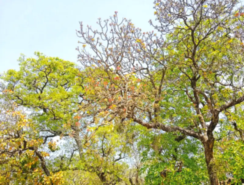 রাজশাহীর দরগাডাঙ্গায় প্রাচীন মহুয়া বাগান: মাত্র ১১টি গাছ অবশিষ্ট