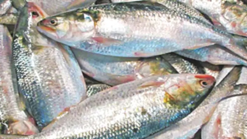 প্রধানমন্ত্রীর ইলিশ সিদ্ধান্ত, শিক্ষকদের পে-স্কেল ও ড. ইউনূসের আইনি নোটিশসহ গুরুত্বপূর্ণ খবর