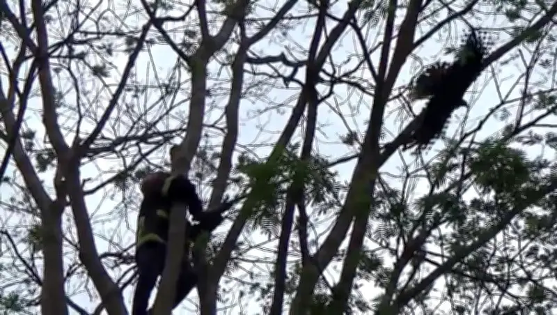 সুনামগঞ্জে গগনশিরীষ গাছে আটকে পড়া চিলকে উদ্ধার করল ফায়ার সার্ভিস