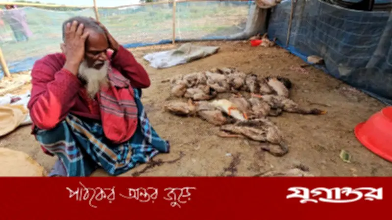রাজবাড়ীতে বিষ প্রয়োগে মাছ ধরার ফাঁদে তিন শতাধিক হাঁসের মৃত্যু, খামারির ৭ লাখ টাকা ক্ষতি