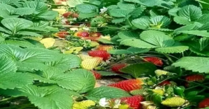 রাজশাহীর বরেন্দ্র অঞ্চলে বাণিজ্যিক স্ট্রবেরি চাষে ঝুঁকছেন কৃষকরা