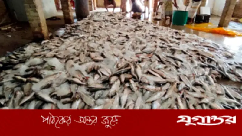 টেকনাফে এক ট্রলারে ধরা পড়ল ১০১ মণ ইলিশ, বিক্রি ৩৩ লাখ টাকায়