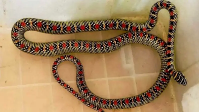 সাবেক স্পিকার শিরীন শারমিনের ১৭ মাসের অনুপস্থিতি ও হাসপাতাল কোয়ার্টার থেকে 'কালনাগিনী' উদ্ধার