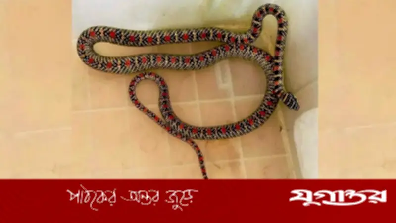 শ্রীমঙ্গলে হাসপাতাল স্টাফের বাসা থেকে কালনাগিনী সাপ উদ্ধার, পরে বনে অবমুক্ত