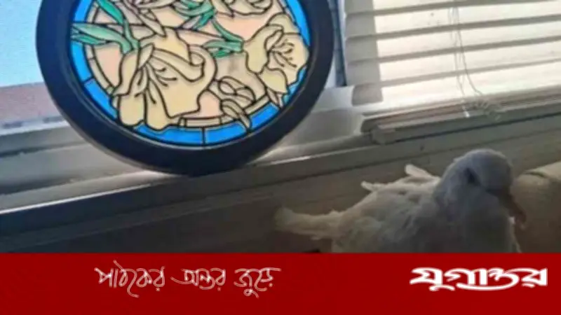 যুক্তরাষ্ট্রের সুগার: বিশ্বের সবচেয়ে বেশি বয়সী কবুতরের গিনেস রেকর্ড