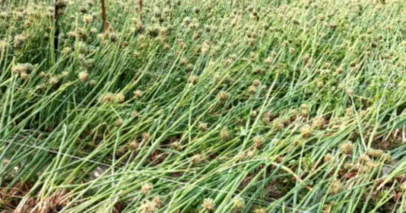 রাজশাহীতে কালবৈশাখী ঝড় ও শিলাবৃষ্টিতে ফসলের ব্যাপক ক্ষতি, চাষিদের দুশ্চিন্তা