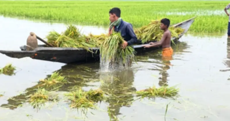 সিলেটের হাওরে জলাবদ্ধতায় ডুবে গেছে ৩ হাজার ৬৪০ হেক্টর জমির বোরো ধান