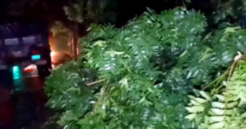 চুয়াডাঙ্গায় কালবৈশাখী ঝড়ে বৃদ্ধের মৃত্যু, গাছপালা ও ফসলের ব্যাপক ক্ষতি