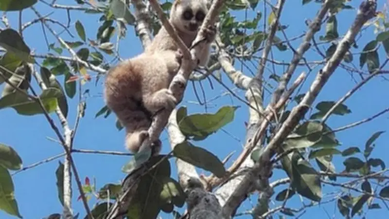 প্রাইমেট ফেয়ার: পিটাছড়ায় বানর ও হনুমান সংরক্ষণে জনসচেতনতা বৃদ্ধির উদ্যোগ