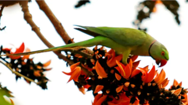 বসন্তের নিঃশব্দ সুরে জন্ম নেওয়া ভালোবাসার গল্প