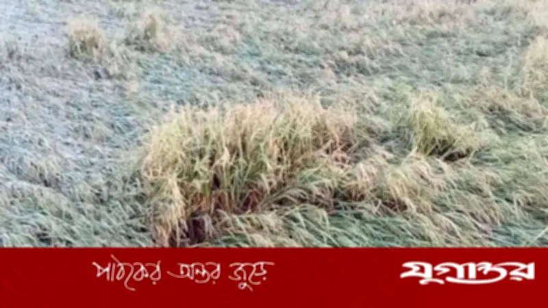 নেত্রকোনার মদনে কালবৈশাখী ঝড়ে ব্যাপক ক্ষতি, বোরো ধান ও শতাধিক বাড়িঘর লন্ডভন্ড