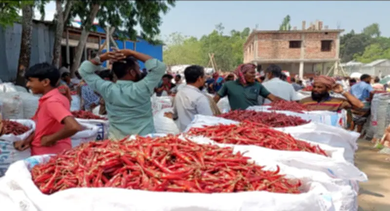 গাইবান্ধার ঐতিহ্যবাহী মরিচের হাটে কৃষকের হতাশা: ক্রেতা কম, দাম কম