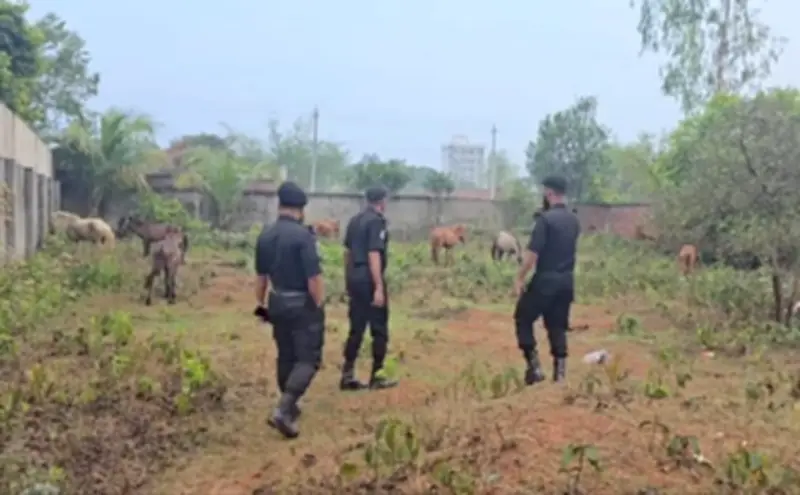 রূপগঞ্জে ঘোড়ার মাংস গরুর মাংস বলে বিক্রি: ১৩ দিনেও গ্রেপ্তার নেই