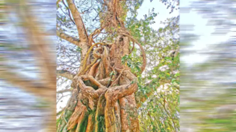 রংপুরে শতবর্ষী মাধবীলতার সন্ধান: বট-পাকুড় গাছ জড়িয়ে উঠেছে চূড়ায়