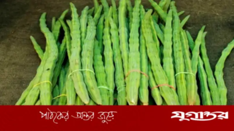 শজনে নাকি লাজনা? দেখতে একই হলেও পার্থক্য জানুন সহজে