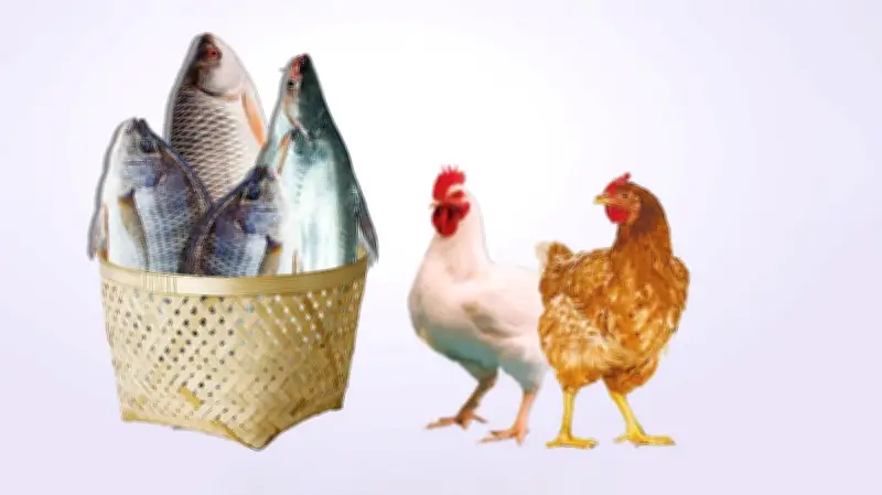 মাছ-মুরগি থেকে সবজি পর্যন্ত নিত্যপণ্যের দামে ব্যাপক ঊর্ধ্বগতি, সাধারণ মানুষের চাপে জীবনযাত্রা