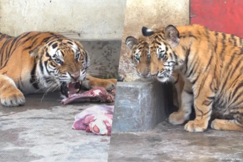 প্রথম আলোর ভিডিও প্রতিবেদন: বাংলাদেশের সাম্প্রতিক ঘটনা নিয়ে আলোচনা