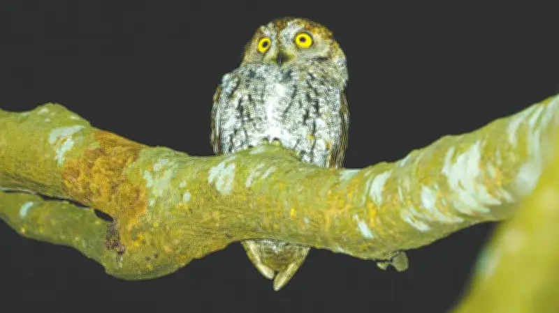 ছোট নিমপোখের সন্ধানে: হাজারিখিল অভয়ারণ্যে বিরল পাখির দেখা